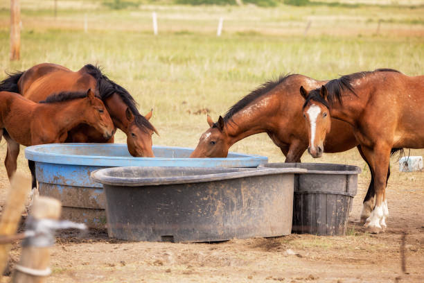 istock Chestnut horses drinking at a watering bowl 1385292017