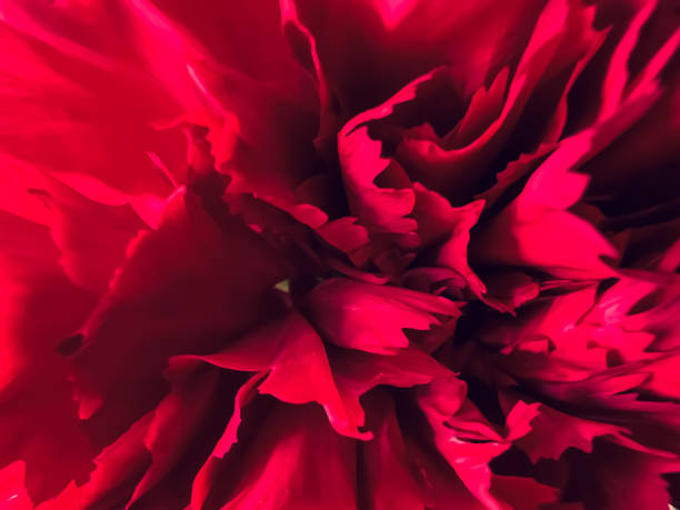 A macro image of a red flower.