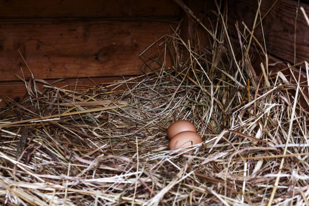Two chicken brown eggs in hay in wooden coop. Fresh chicken eggs from ginger birds. Natural farming on the farm. Eco products. Poultry farming.