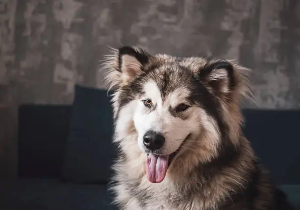 Smiling Alaskan Malamute in a room. Young grey and white dog with tongue out posing in the indoors. Selective focus on the details, blurred background.