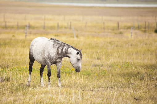 A side view of dapple grey horse in a summer pasture dotted with yellow flowers