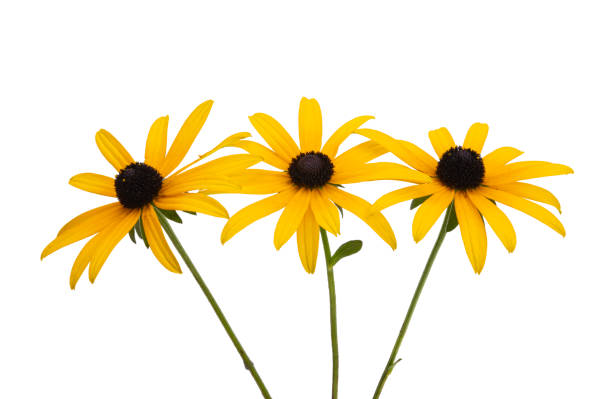 istock rudbeckia flower isolated 1385301192