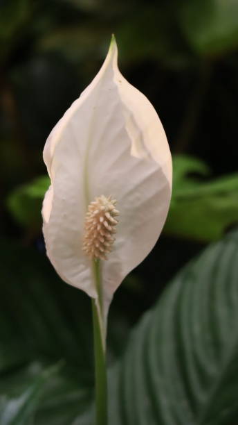 istock White Flower at AgriteQ and EnviroteQ 2022 1385301270