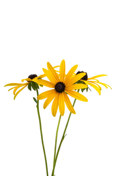 istock rudbeckia flower isolated 1385303827