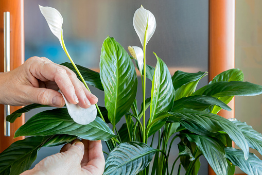 Caring for a home perennial ornamental plant, removing dust from the leaves with a damp cotton pad. Part of a woman`s hand.