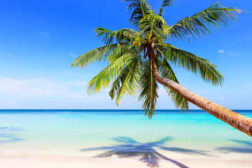 View of nice tropical beach and coconut palm tree. Travel summer holiday background concept.
