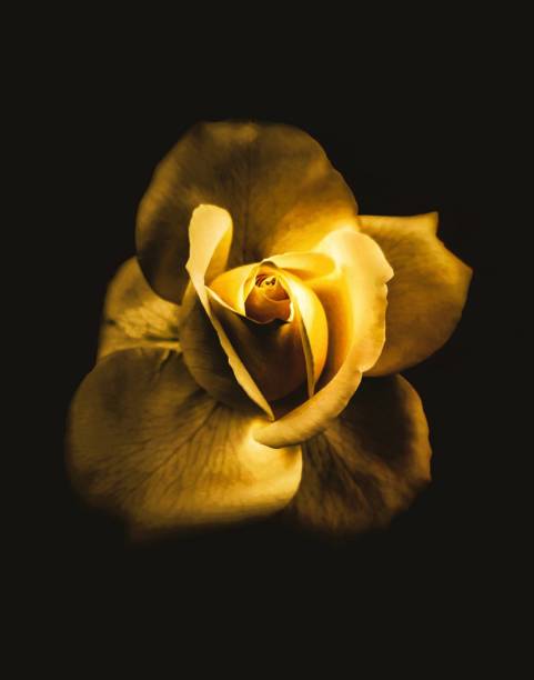 istock Golden rose with a dark background 1385308069