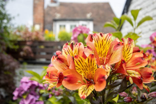 Alstroemeria 'Indian Summer' in Eynsford, England Alstroemeria 'Indian Summer' in Eynsford, England, with a blurred out, largely obscured cottage in the background. alstroemeria stock pictures, royalty-free photos & images