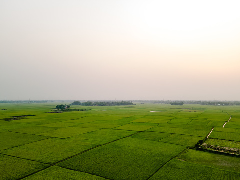 Agriculture in Bangladesh Background Paddy Land Rice Aerial View