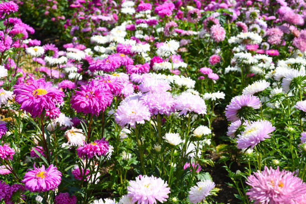 istock Many purple asters growing on flowerbed in autumn 1385318012