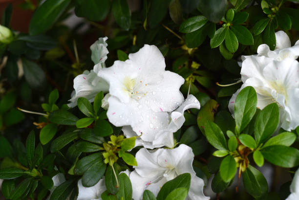 istock White azalea flowers growing on a shrub 1385318047