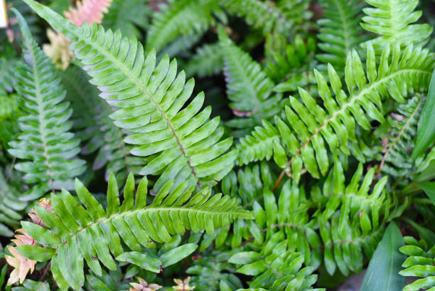 blechnum westliche oder harte farnpflanze aus nächster nähe - fern leaf plant close up stock-fotos und bilder