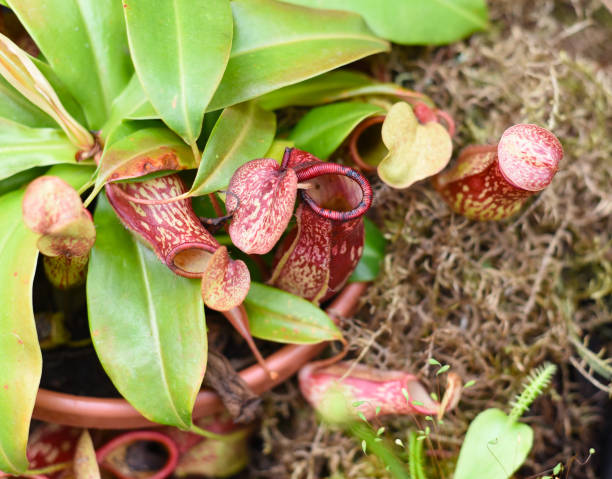 istock Nepenthes alata Blanco close up 1385318189