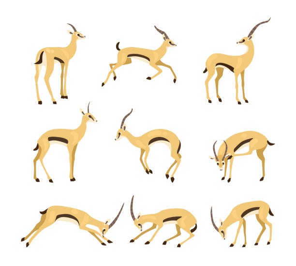 illustrazioni stock, clip art, cartoni animati e icone di tendenza di antilope in diverse pose set di illustrazioni di cartoni animati - impala