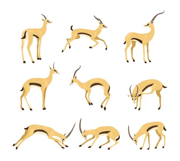 Vector illustration of Antelope in different poses cartoon illustration set