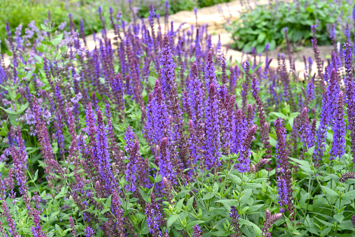 Salvia sclarea or clary sage in a wonderful herb- and flower garden.