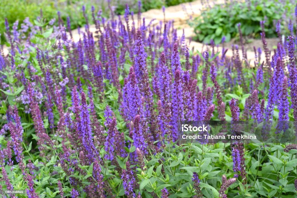 Salvia nemorosa plant growing in Far East Sage Stock Photo