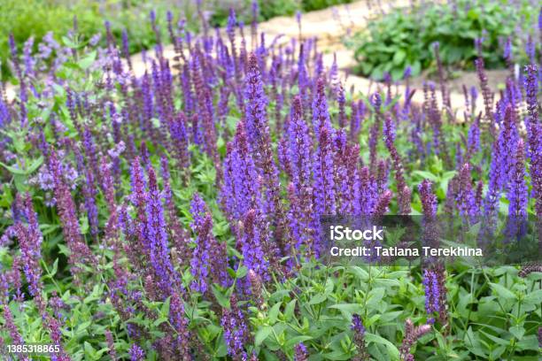 Salvia Nemorosa Plant Growing In Far East Stock Photo - Download Image Now - Sage, Russia, Garden