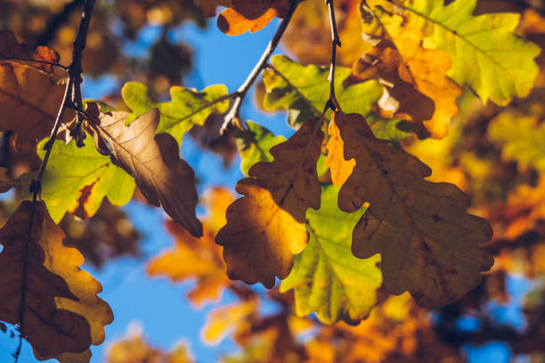 istock Autumn orange colored leaves, maple foliage against blue sky, selective focus, blurred bokeh background. Vibrant stock photography 1385321758