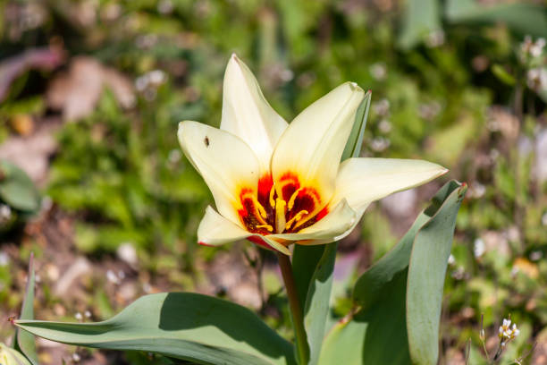 крупный план tulipa fosteriana в садовом парке сигурта - tulipe cup стоковые фото и изображения