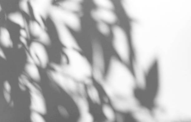 istock Leaves natural shadow overlay on white texture background, for overlay on product presentation, backdrop and mockup with copy space 1385323061