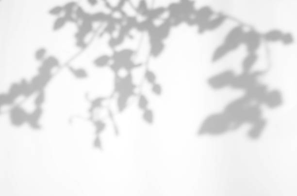 istock Leaves natural shadow overlay on white texture background, for overlay on product presentation, backdrop and mockup with copy space 1385323080