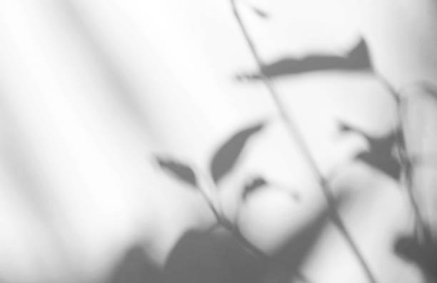 istock Abstract leaves natural shadow overlay on white texture background, for overlay on product presentation, backdrop and mockup 1385323098