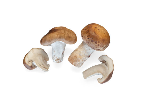 istock Shitake mushroom isolated on white background. 1385323276