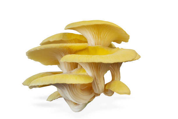 istock Oyster mushroom isolated on white background. 1385323282