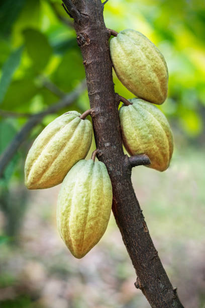 istock Cacao fruit on a cacao tree in tropical rainforest farm. 1385323288
