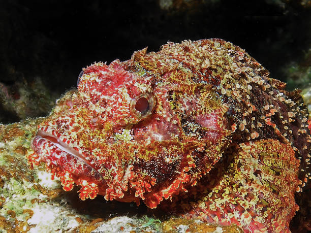 istock A Bearded Scorpionfish (Scorpaenopsis barbata) in the Red Sea, Egypt 1385323619