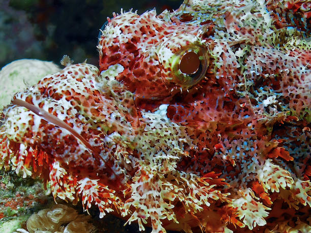 istock A Bearded Scorpionfish (Scorpaenopsis barbata) in the Red Sea, Egypt 1385323620