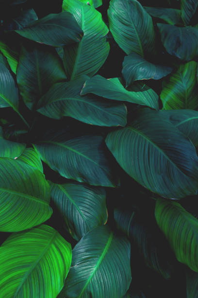 istock Full Frame of Spathiphyllum cannifolium Pattern Background 1385324847