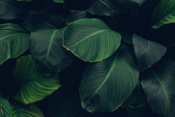 istock Full Frame of Spathiphyllum cannifolium Pattern Background 1385324940