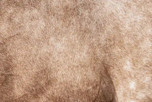 Photo of Brown bay horse fur texture closeup. Close up gold equine hair pattern, selective focus