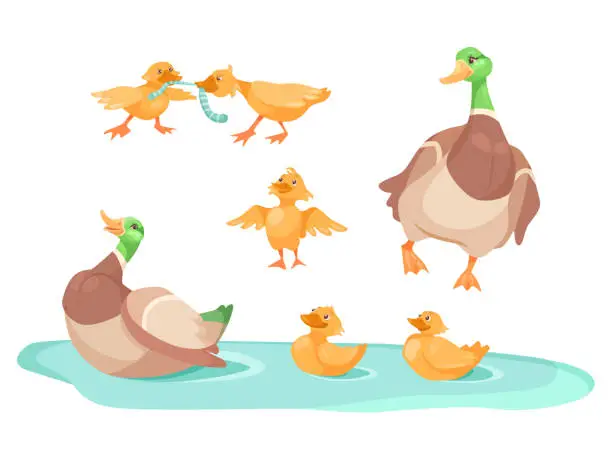 Vector illustration of Duck with cute ducklings in pond cartoon illustration set