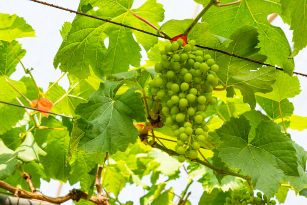 istock Bunch of growing grapes on a vine. 1385326930