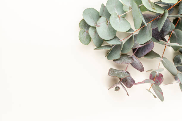 istock Eucalyptus composition. Pattern made of various colorful flowers on white background. Flat lay stiil life. 1385326981