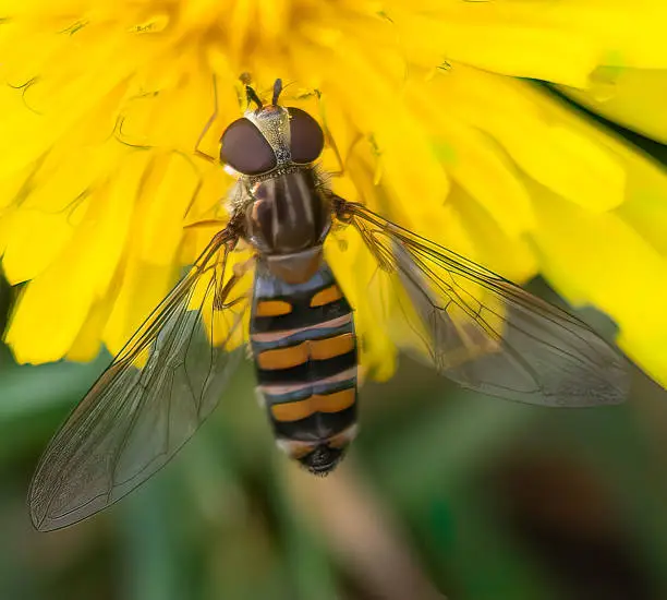 Small fly on a yellow flower