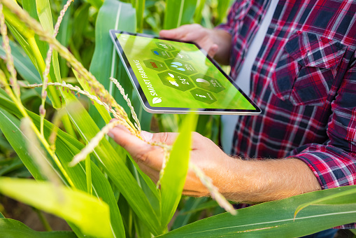 Farmer in corn field using digital tablet for smart farming