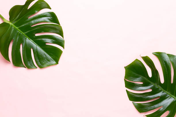 istock Tropical Jungle Leaf, Monstera, resting on flat surface, on peach background. 1385333653