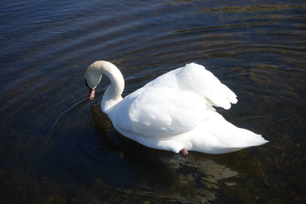 istock Swan in motion in a lake 1385337658