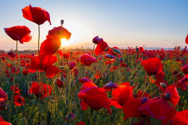 istock early morning red poppy field scene 1385337859