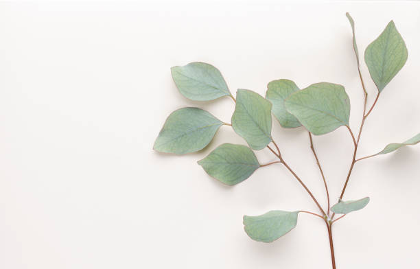 istock Eucalyptus composition. Pattern made of various colorful flowers on white background. Flat lay stiil life. 1385340970
