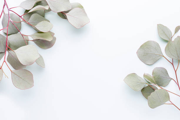 istock Eucalyptus composition. Pattern made of various colorful flowers on white background. Flat lay stiil life. 1385341134
