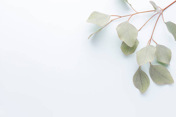 istock Eucalyptus composition. Pattern made of various colorful flowers on white background. Flat lay stiil life. 1385341660