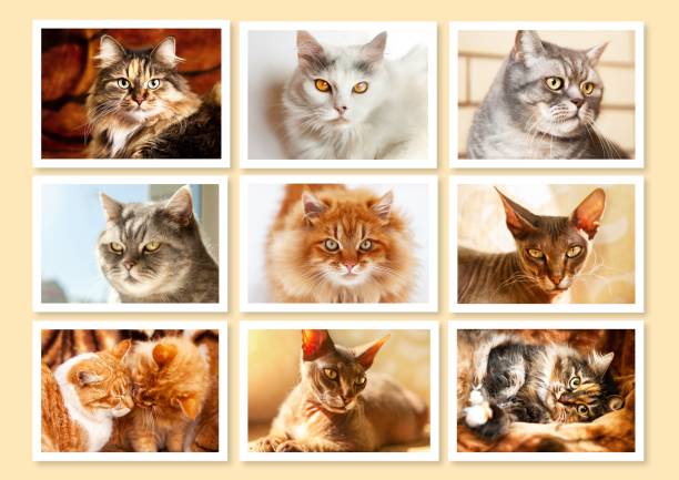 istock Collage of different cute purebred cats, vertical. 1385342746