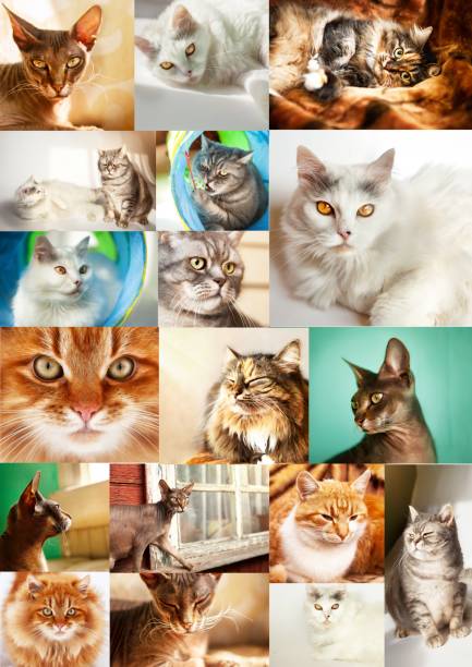 istock Collage of different cute purebred cats, vertical. 1385342757