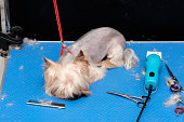 Yorkshire terrier on the grooming table next to the tools for cutting and combing