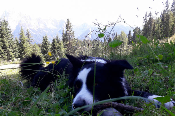 border collie gioca con un legno - con trail - fotografias e filmes do acervo